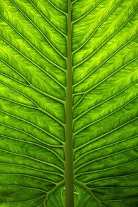 内纳取得胜利之路，法国足球联赛赛事激励人心